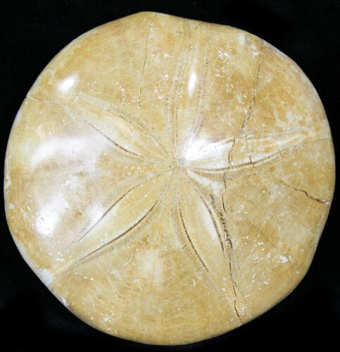 Large Polished Fossil Sand Dollar - Jurassic #22749